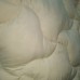 Одеяло двуспальное лебяжий пух светлое молочное Кремовая нежность (DM24252TT)